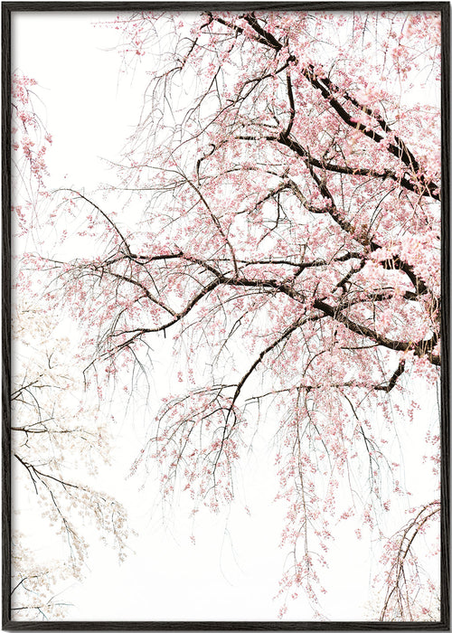 Botanical print · cascading cherry blossom
