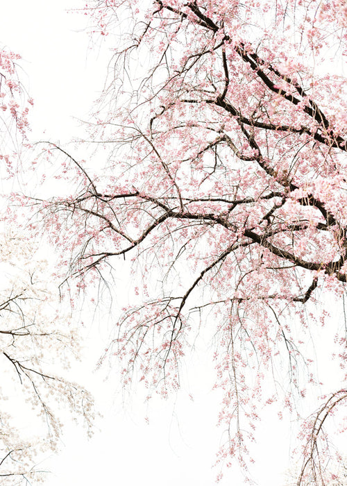 Botanical print · cascading cherry blossom