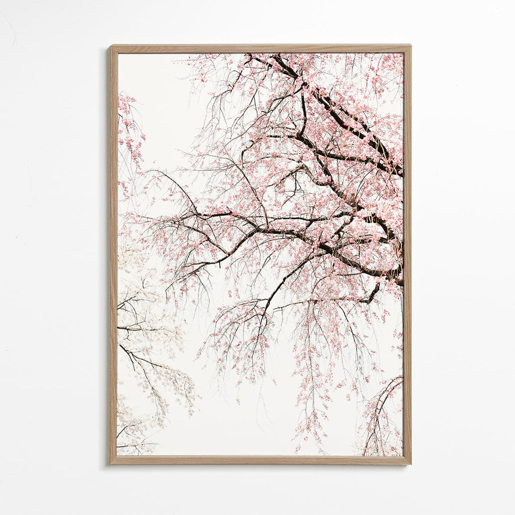 Cherry blossom
