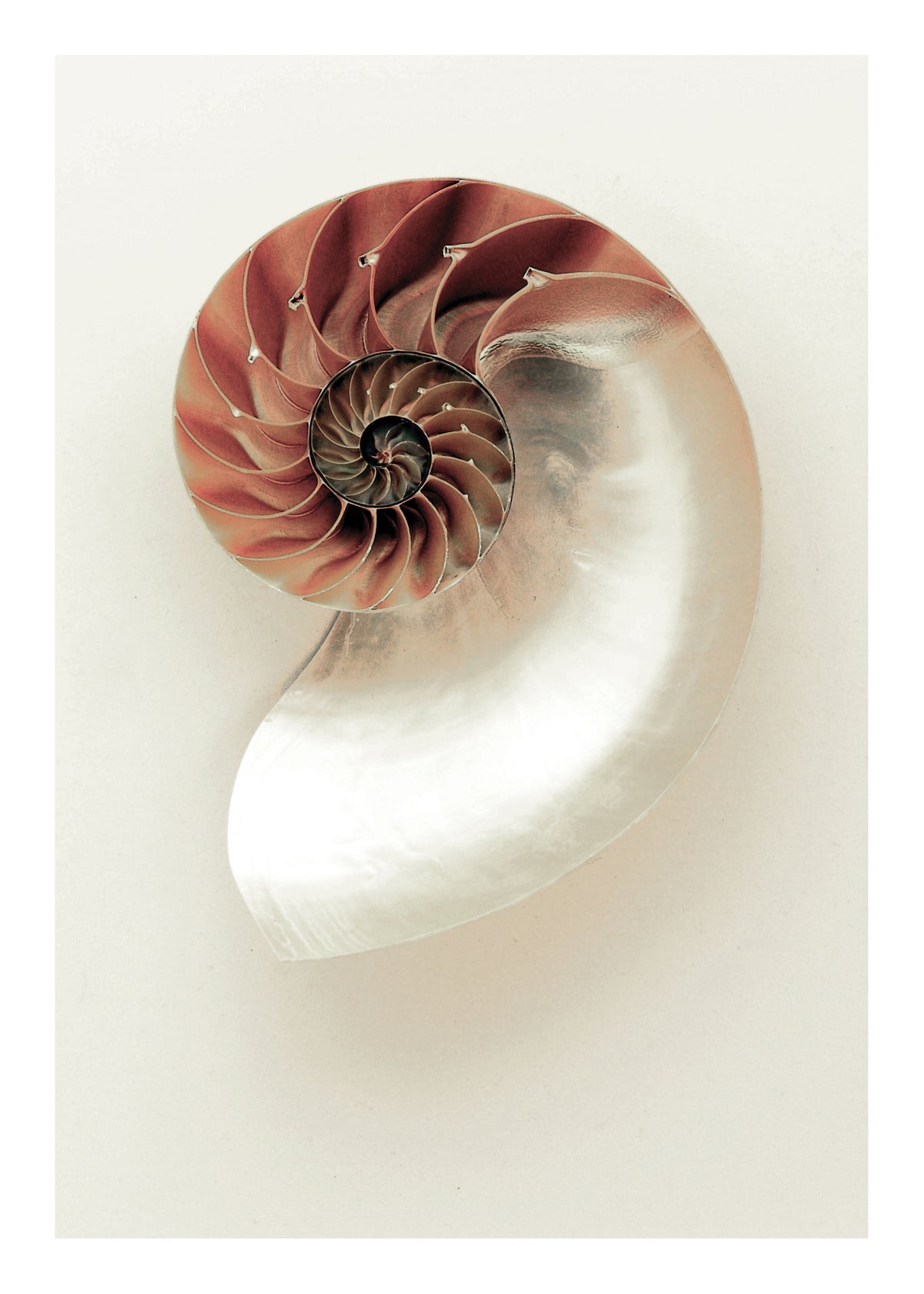 Sea opened snail - Unframed art print