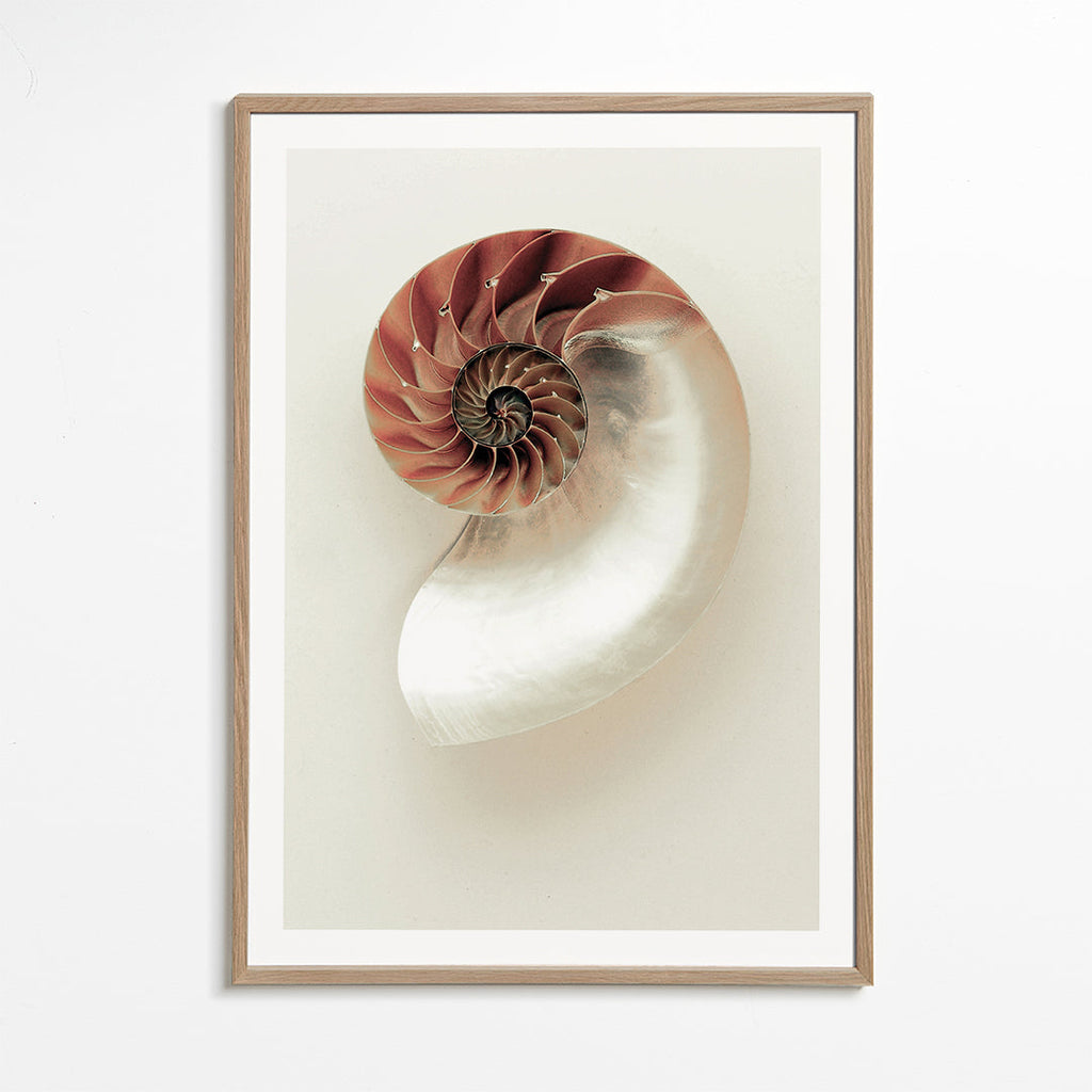 Photograph of nautilus spiral