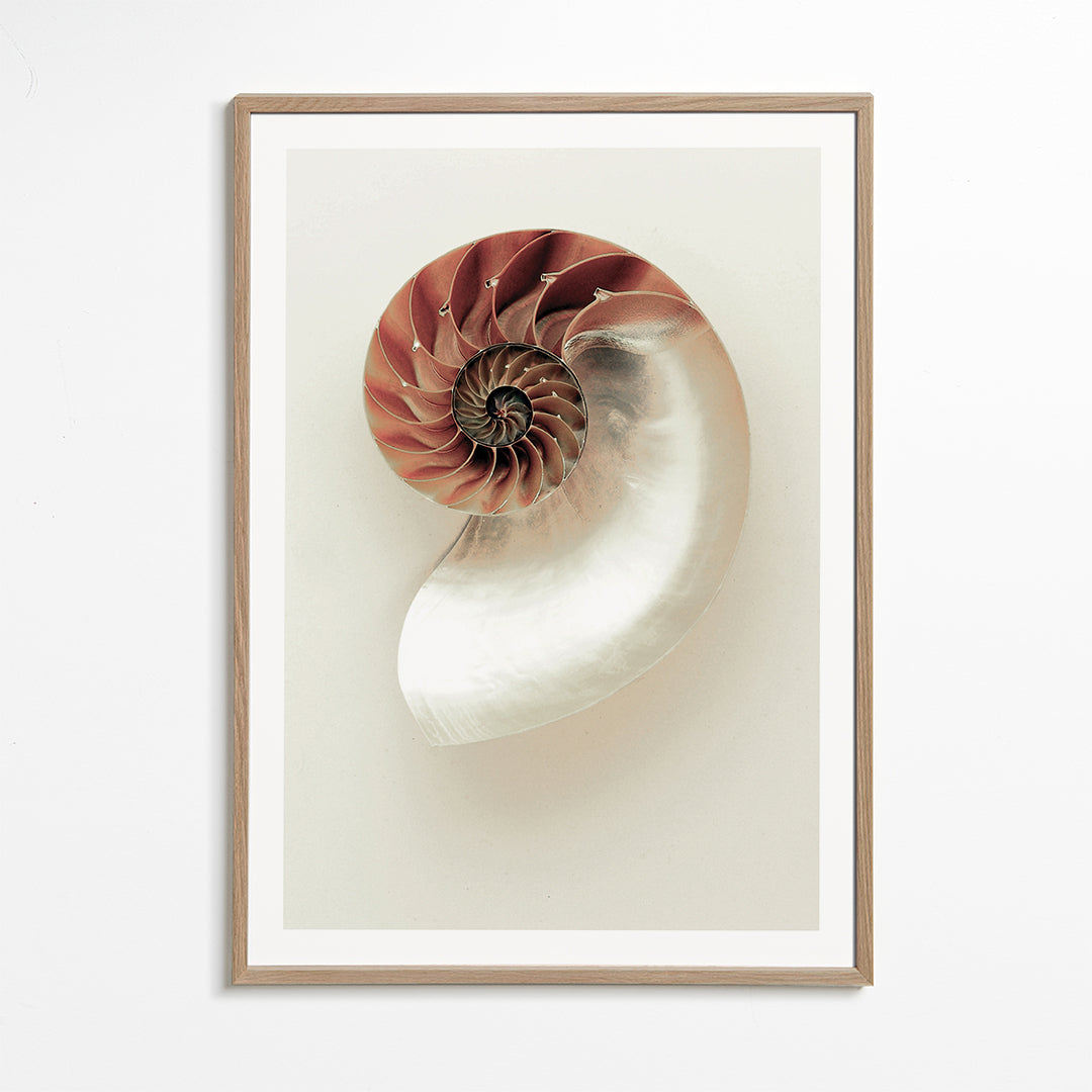 Photograph of nautilus spiral