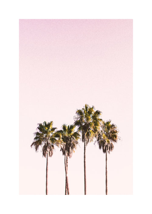 Palm trees and sky - Unframed art print
