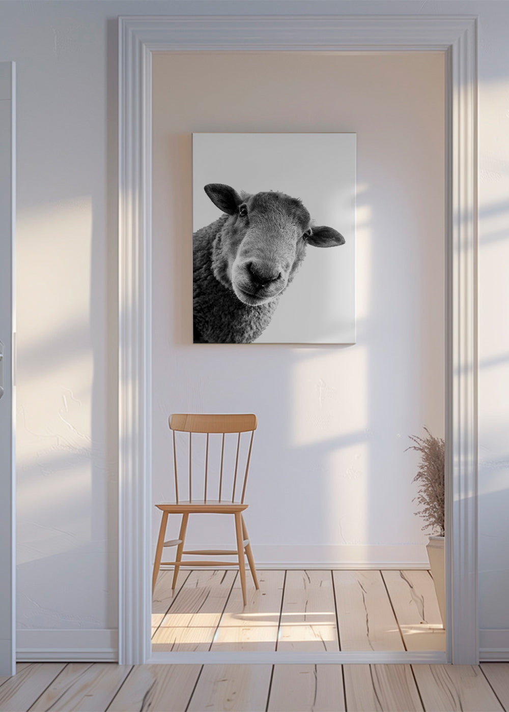 Curious sheep