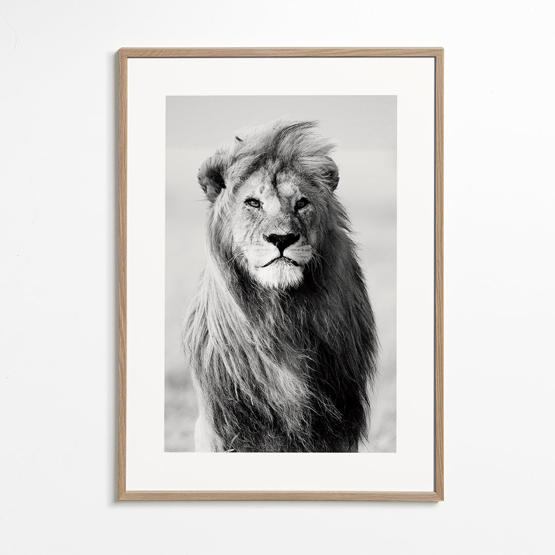 Majestic lion