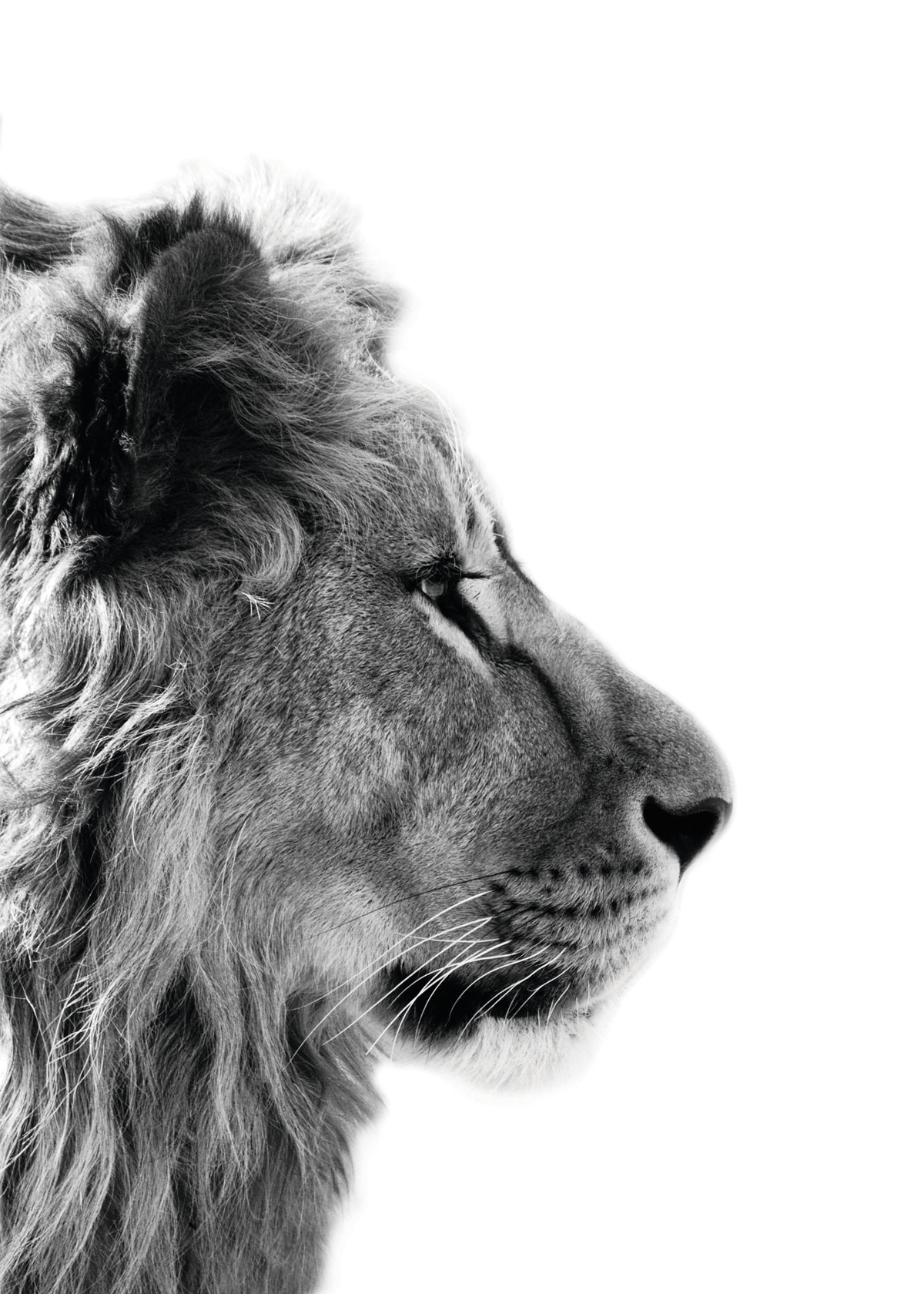 Lion - Unframed art print