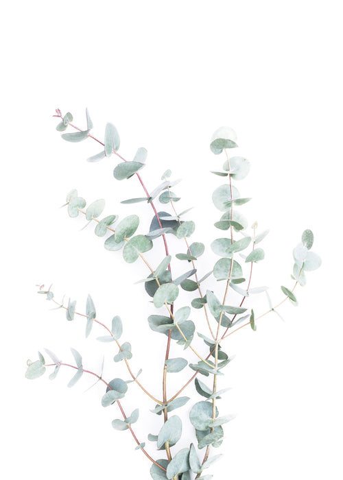 Eucalyptus Branch - Unframed art print