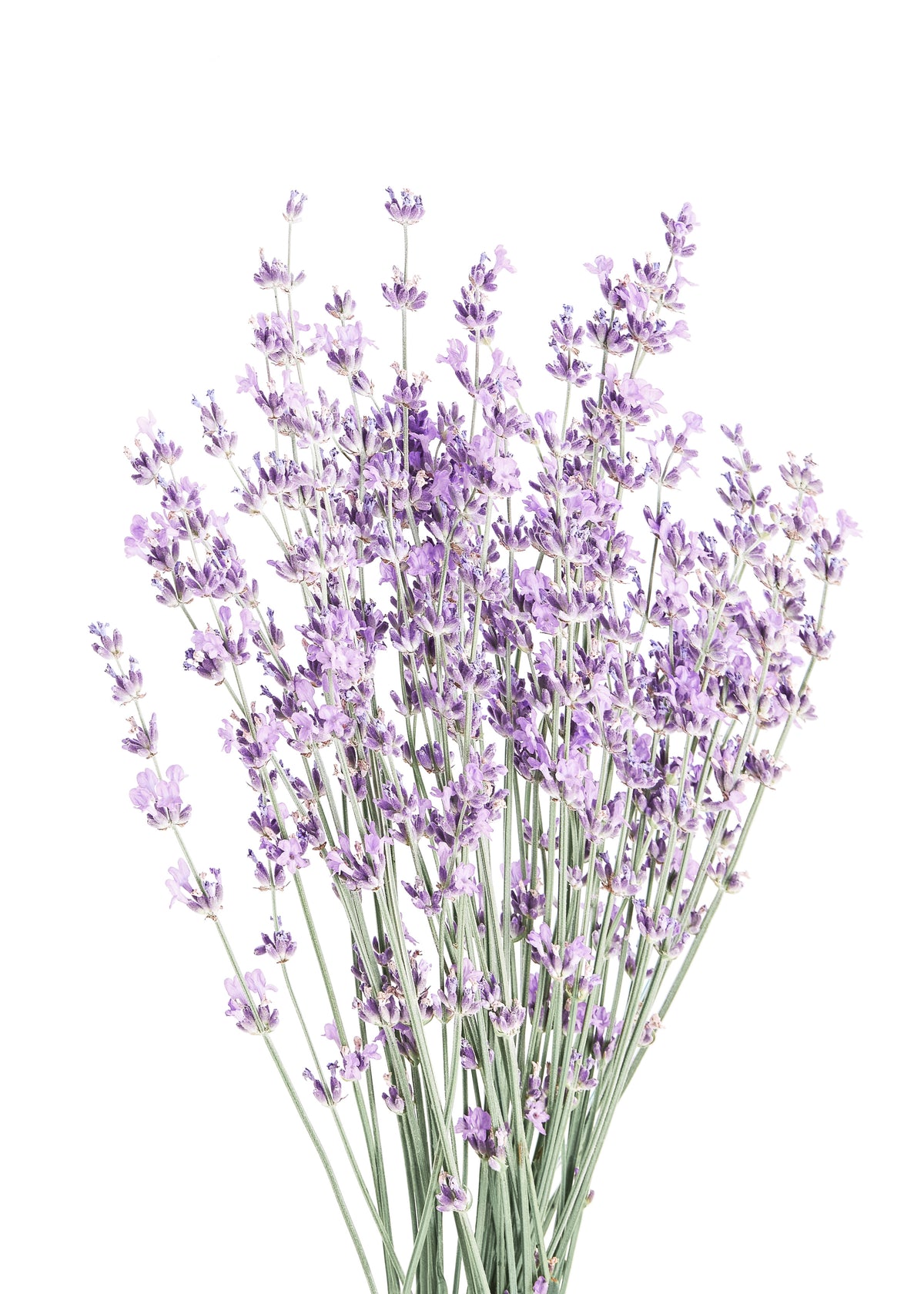 Lavender - Unframed art print