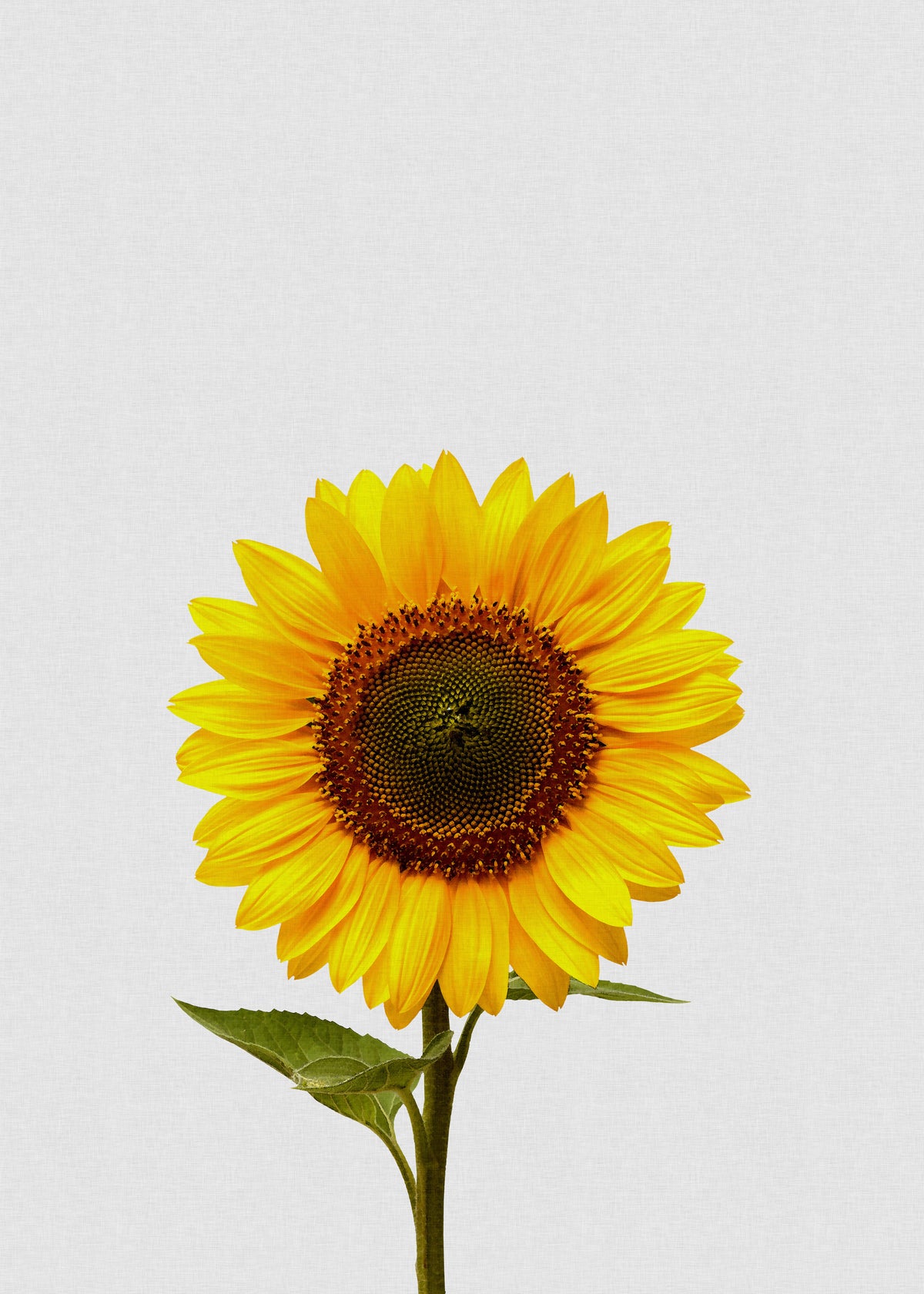 Sunflower still life - Unframed art print