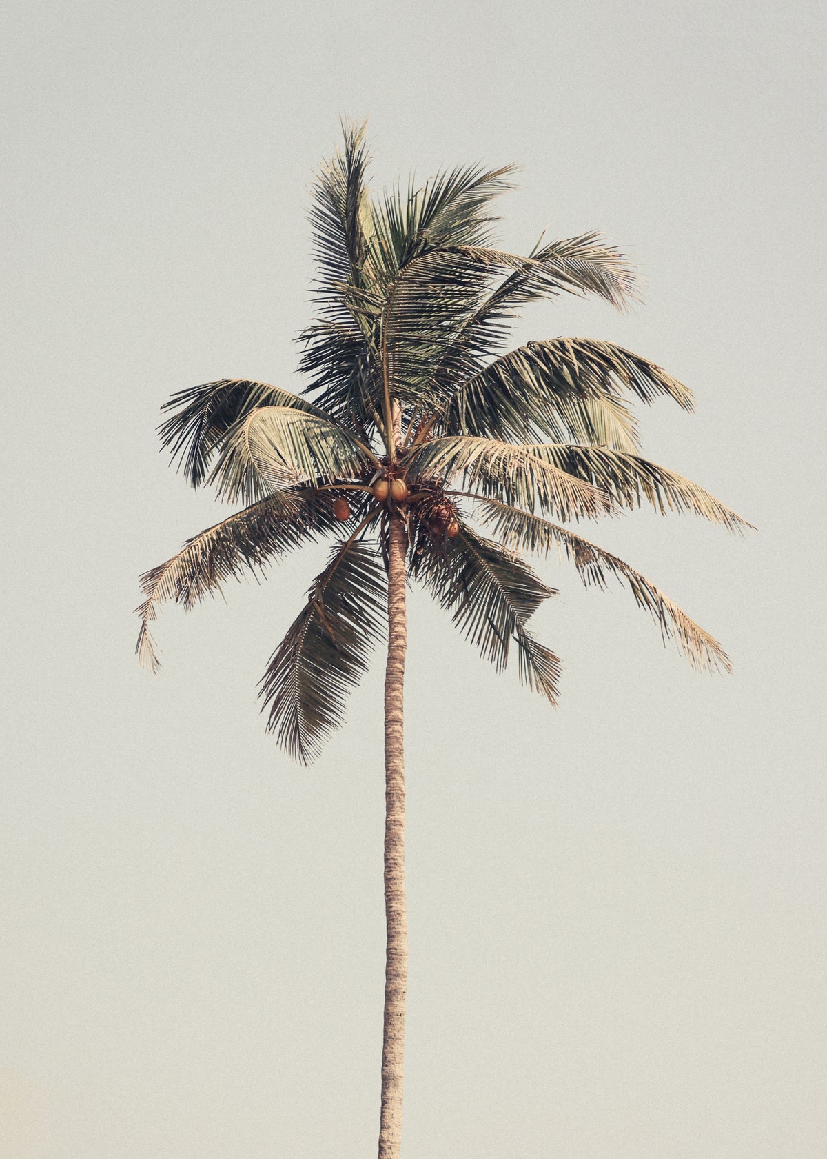Palm tree by the beach - Unframed art print