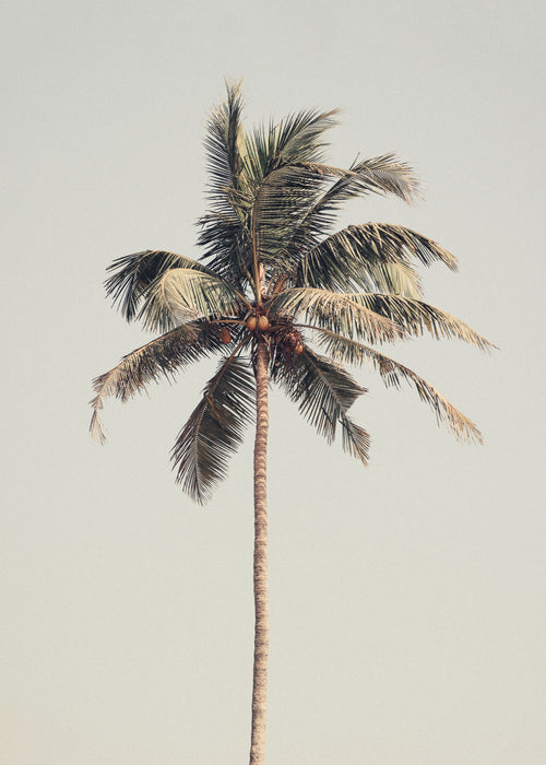 Palm tree by the beach - Unframed art print