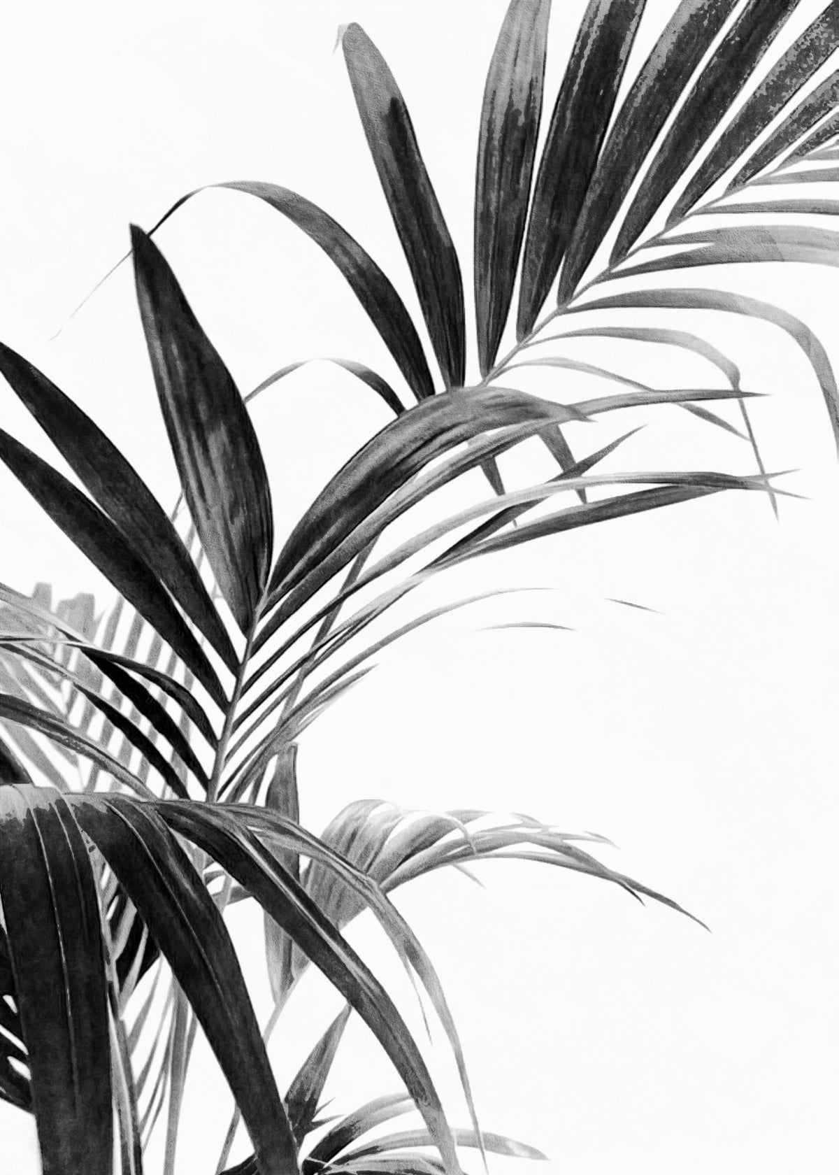 Palm Leaves Black and White 03 - Unframed art print
