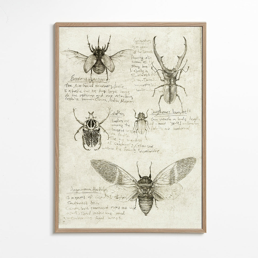Insects