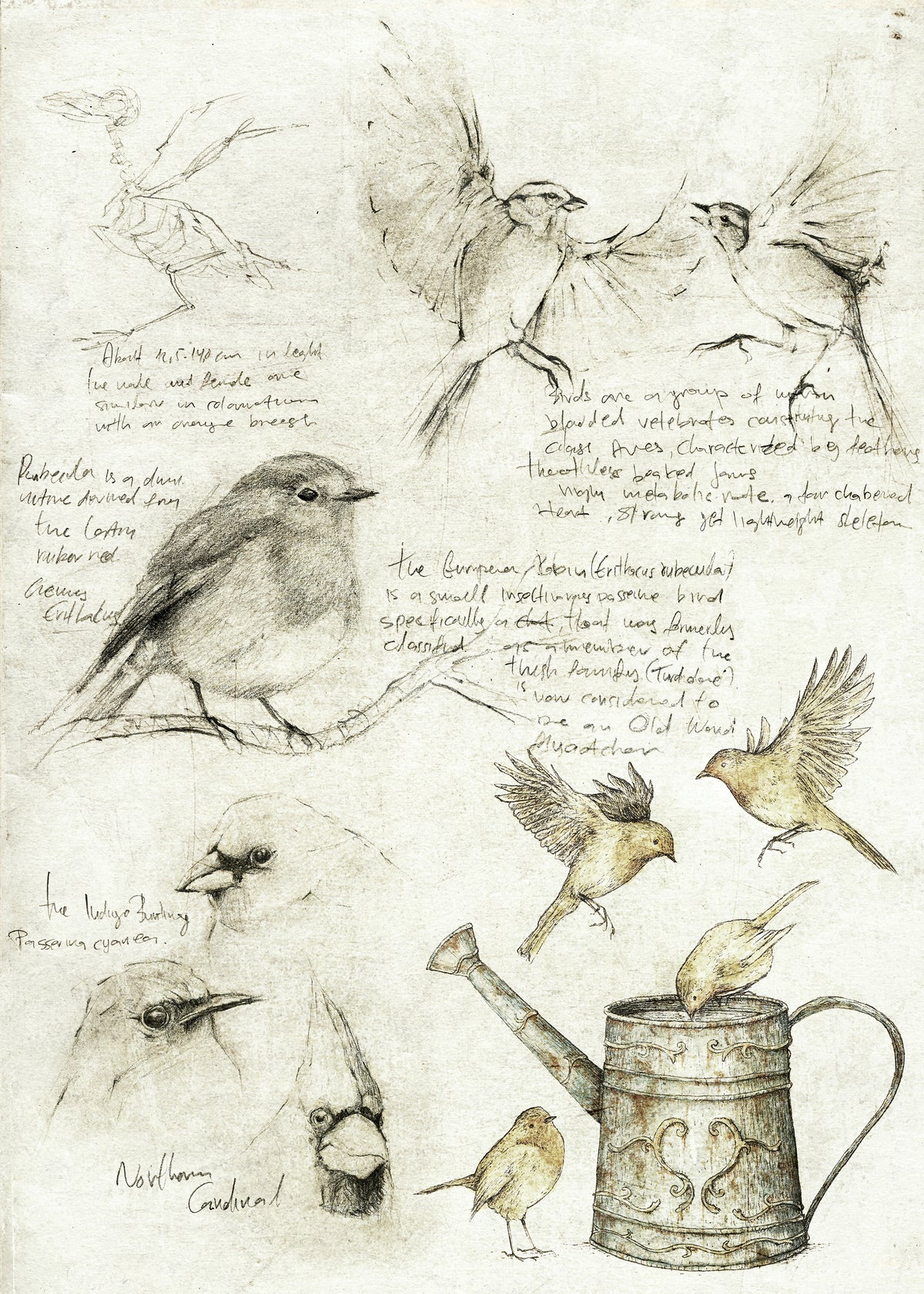 Birds - Unframed art print