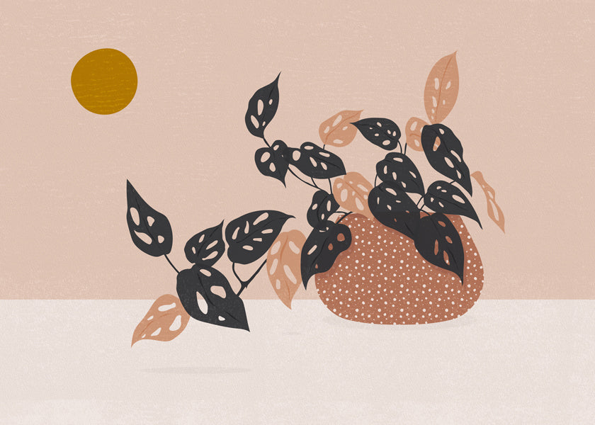 Monkey Mask Plant