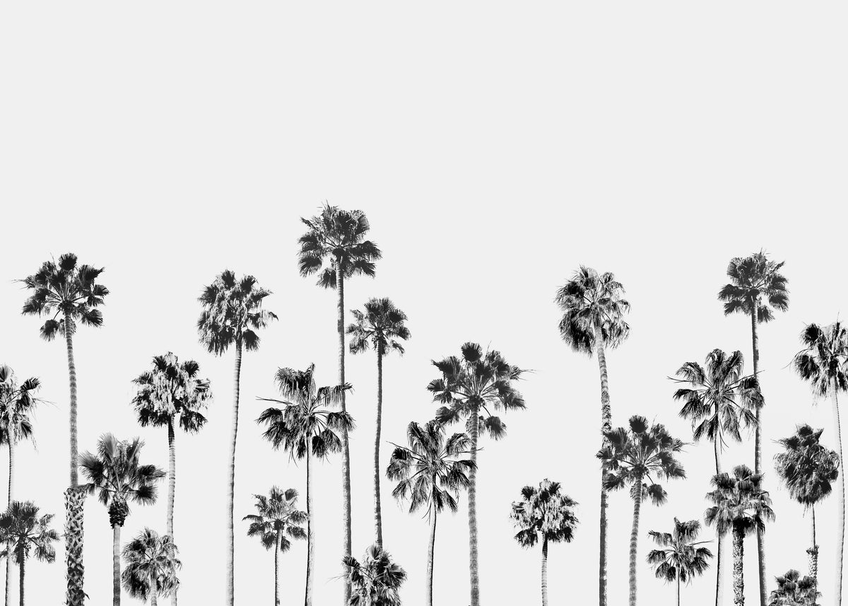 Black And White Palms 2 - Unframed art print