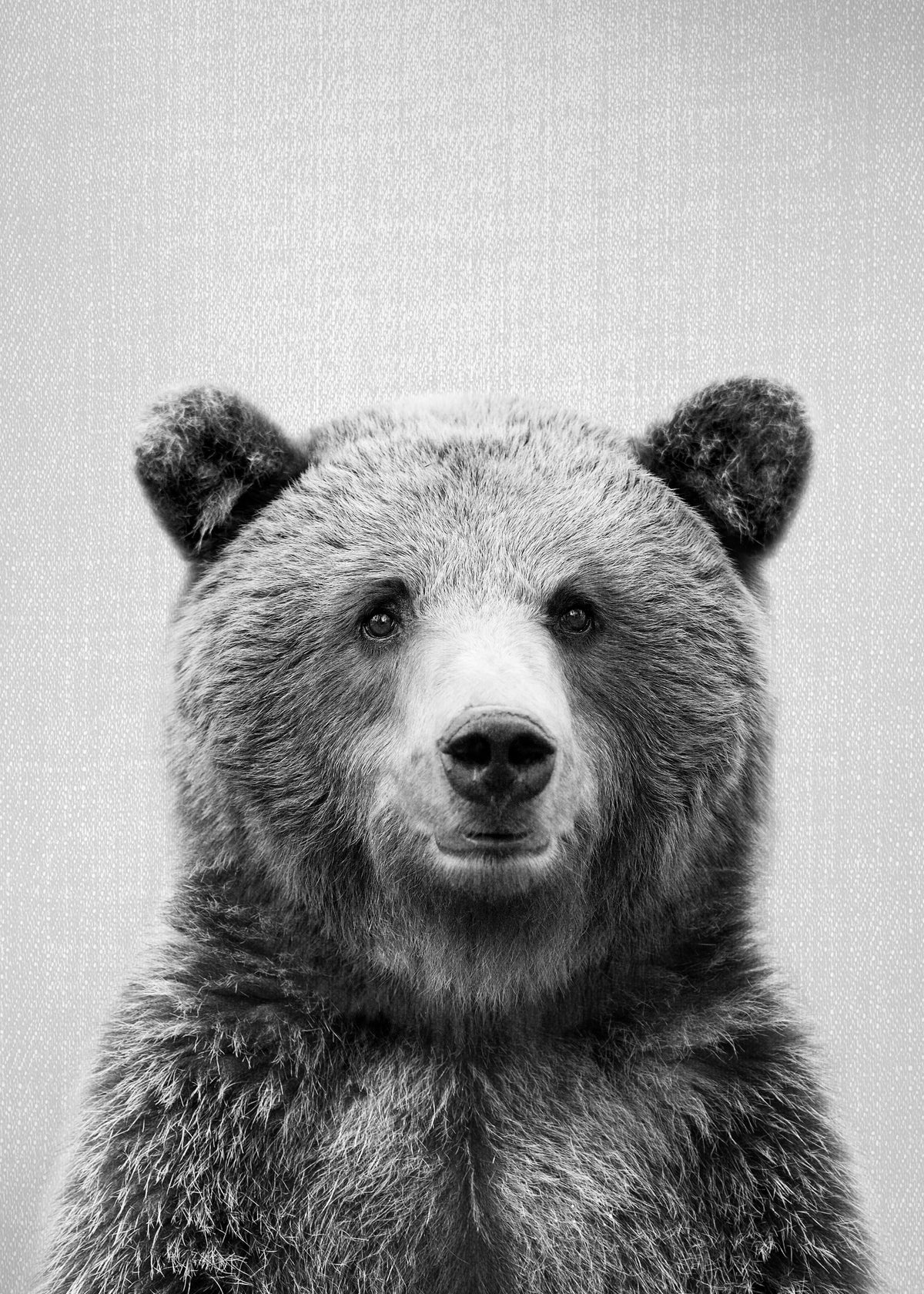 Grizzly Bear - Black & White - Unframed art print