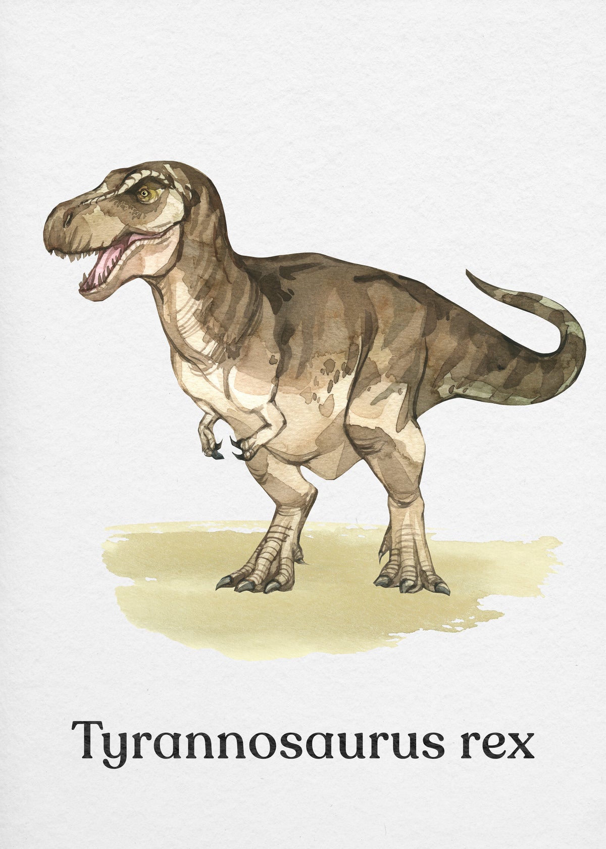 Tyrannosaurus rex - Unframed art print