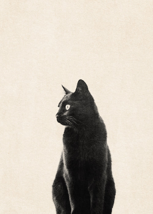 Black Cat - Unframed art print