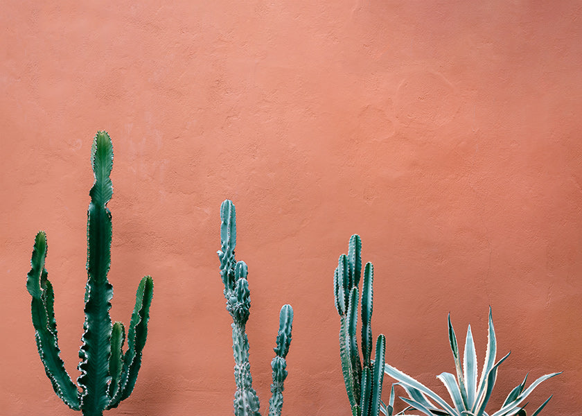 Botanical print of cacti on terracotta wall