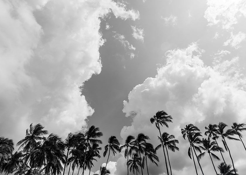 Landscape art with swaying palms and dramatic skies