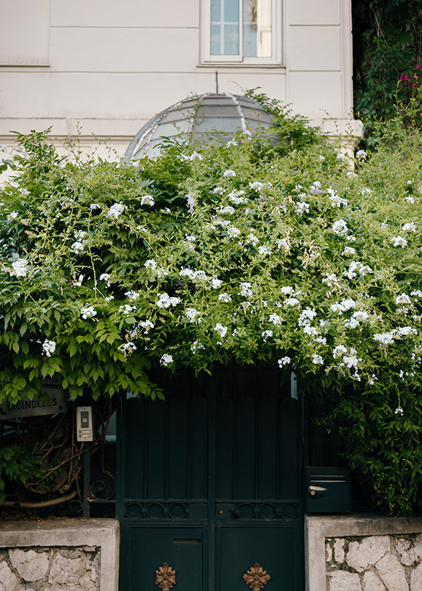 Botanical print with trailing white vine