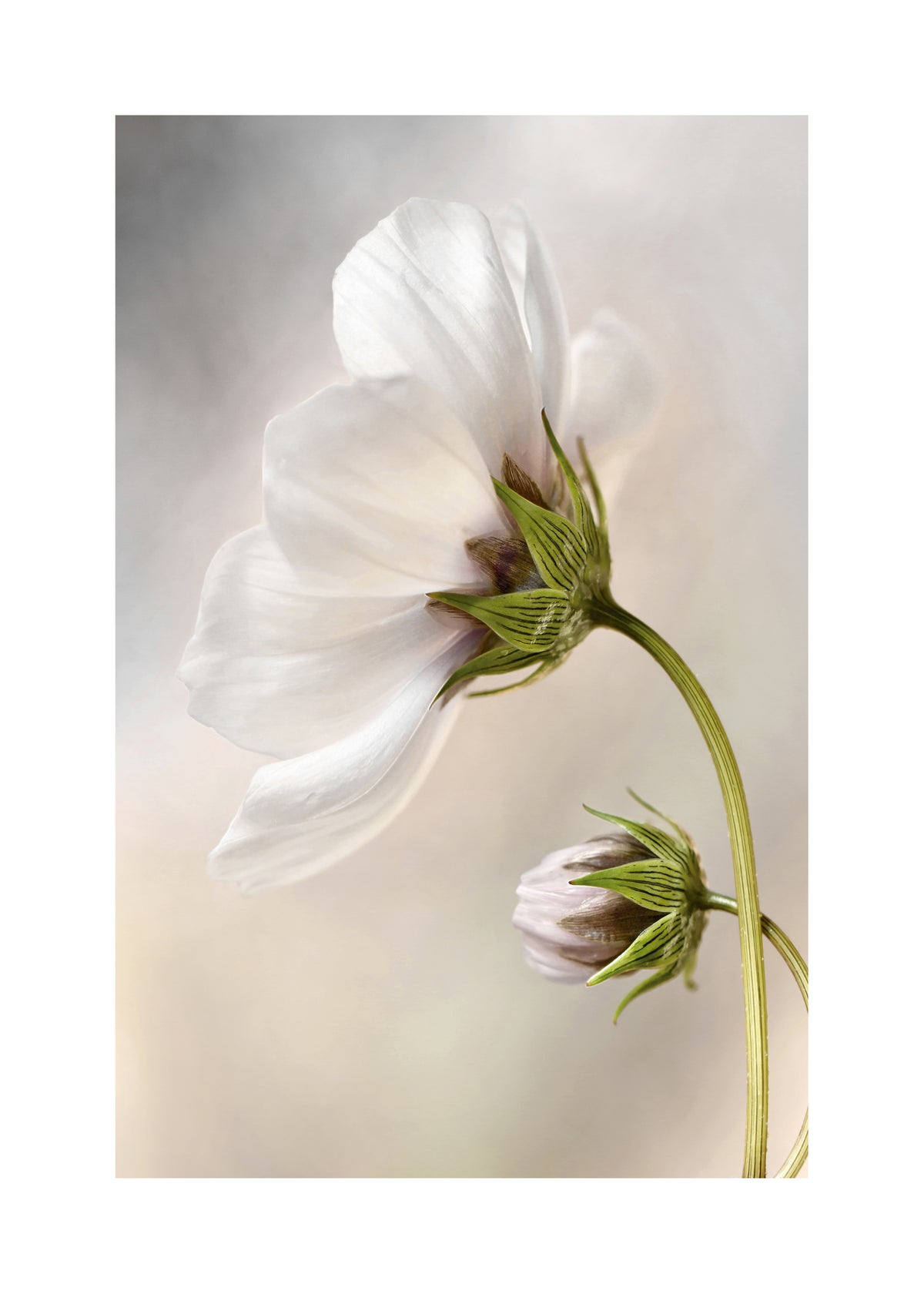 Heavenly Cosmos - Unframed art print