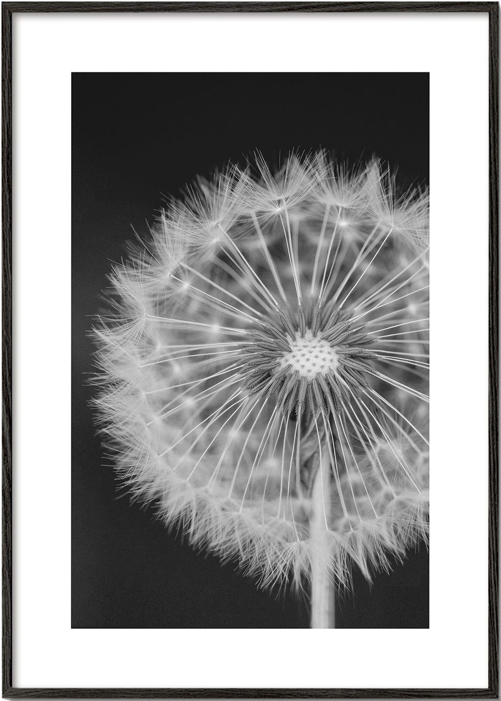 Dandelion - Bess Hamiti