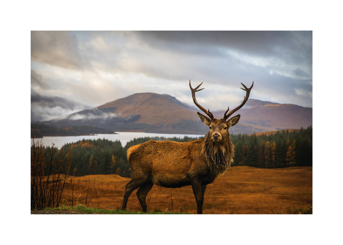 Scottish Stag - Unframed art print