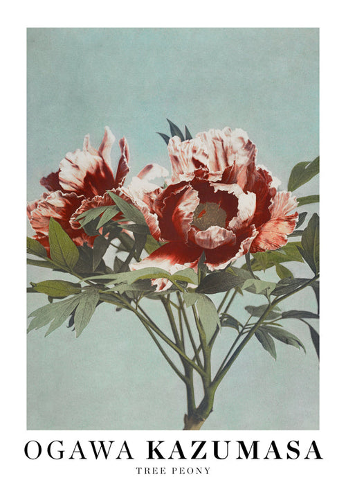 Ogawa Kazumasa Tree Peony