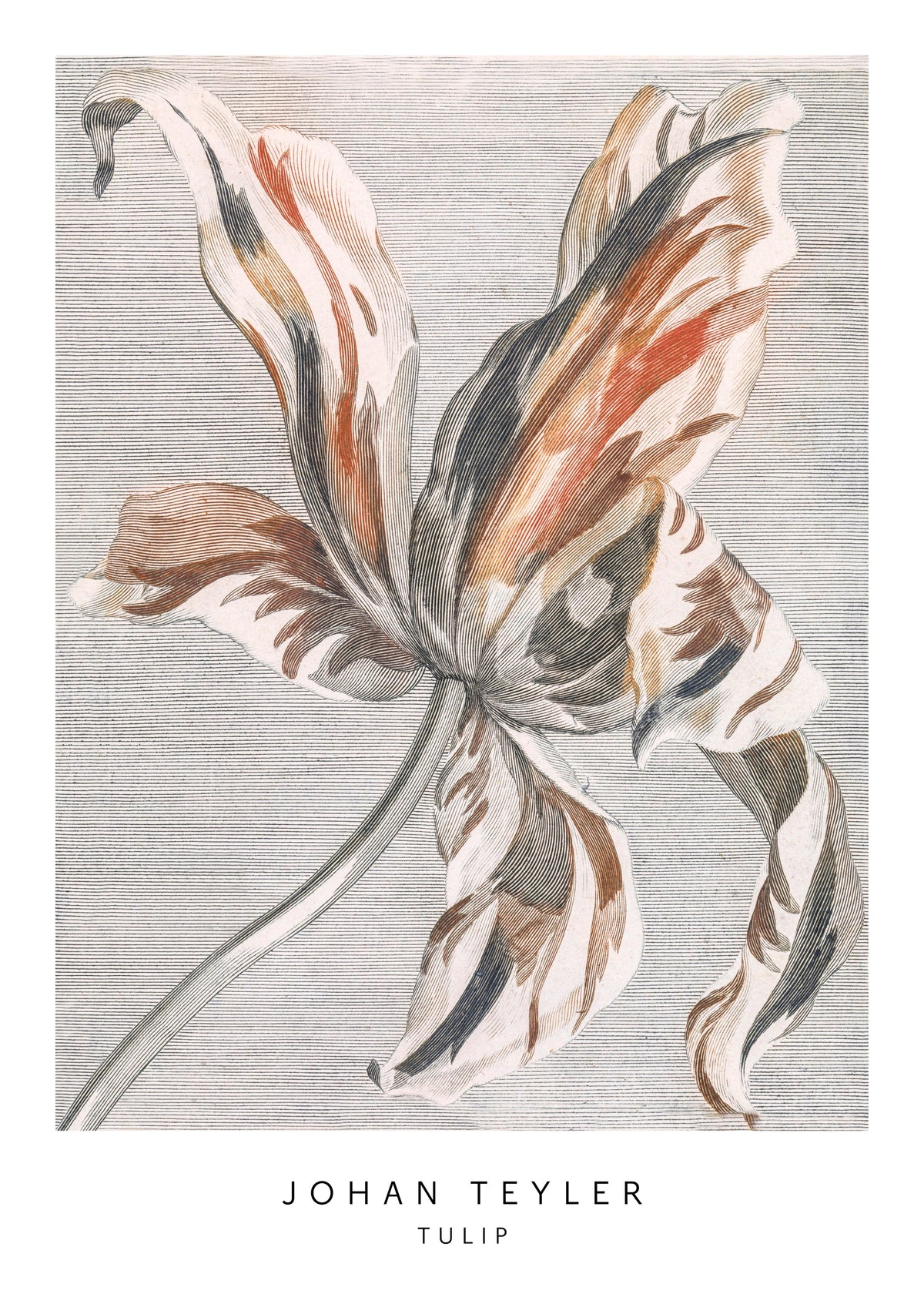 Johan Teyler Tulip - Unframed art print