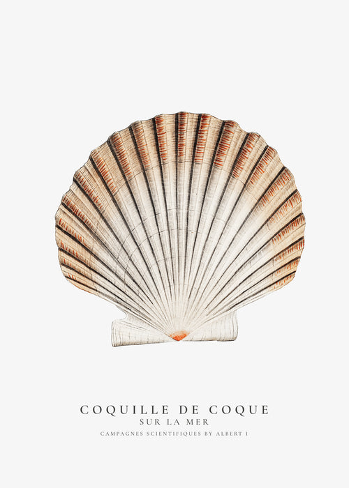 Seashell (coquille de coque) - Sealife Collection - Unframed art print