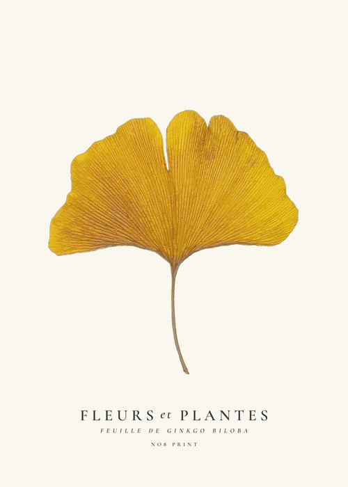 Botanical, Fleurs et plantes -Ginkgo biloba leaf
