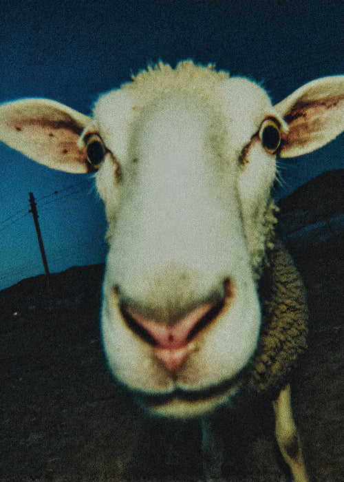 Curious Sheep - Unframed art print