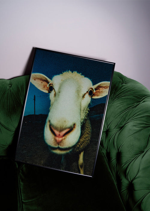 Sheep portrait close-up