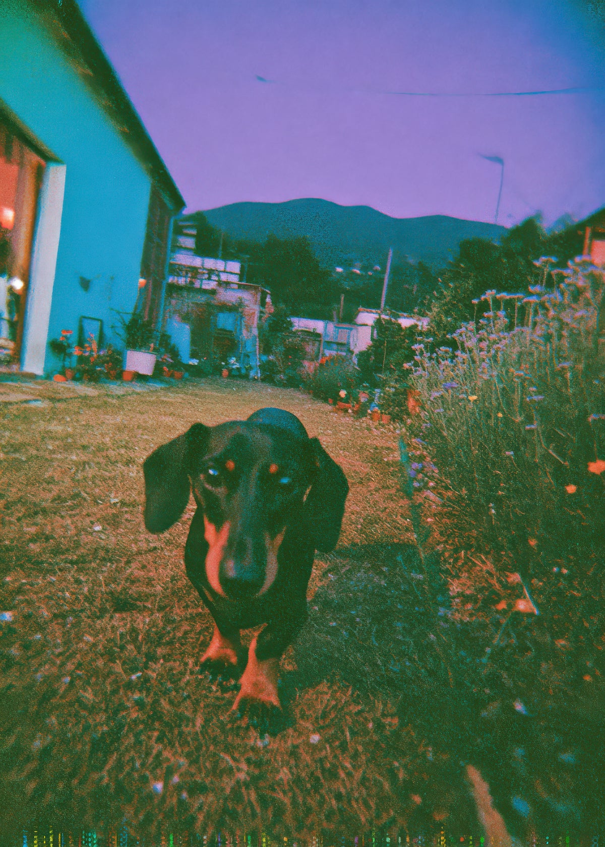Dog at Dusk - Unframed art print