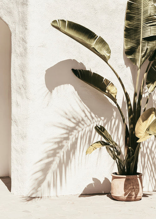 Botanical print: potted palm
